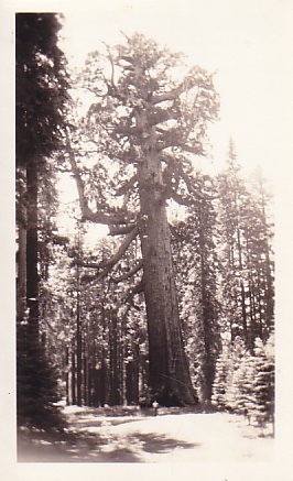 sequoia.jpg